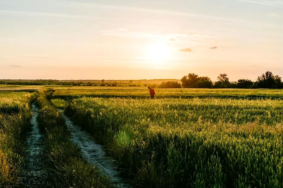 Campo de trigo al atardecer en una zona rural